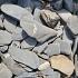 Flat pebbles zwart 30-60mm in bigbag 1m³ (ca.1500kg) (incl. brandstoftoeslag)