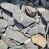 Flat pebbles zwart 30-60mm in midibag 0,7m³ (ca.1000kg) (incl. brandstoftoeslag)