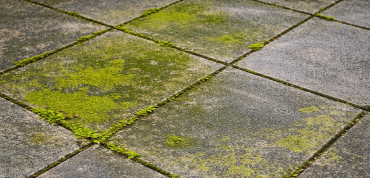 Weg met groene aanslag: zo krijg je weer mooie tegels